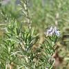 Rosmarinus officinalis Pot 9 cm