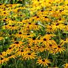 Rudbeckia f. 'Little Goldstar' Pot 9 cm