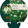 Dicentra formosa 'Aurora' Pot 9 cm