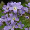 Campanula lactiflora Pot 9 cm