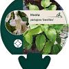 Hosta plantaginea grandiflora Pot 9 cm