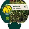 Rudbeckia nitida 'Herbstsonne' Pot 9 cm