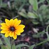 Rudbeckia nitida 'Herbstsonne' Pot 9 cm