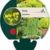 Ruta graveolens Pot 9 cm