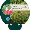 Salvia micr. 'Hot Lips' Pot 9 cm