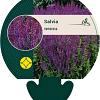 Salvia nemorosa Pot 9 cm