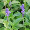 Salvia nem. 'Amethyst' Pot 9 cm