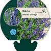 Salvia nem. 'Blauhügel' Pot 9 cm