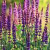Salvia nem. 'Blaukönigin' Pot 9 cm
