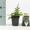 Salvia nem. 'Blaukönigin' Pot 9 cm