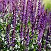 Salvia nem. 'Caradonna' Pot 9 cm