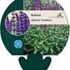 Salvia nem. 'Caradonna' Pot 9 cm