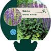 Salvia nem. 'Mainacht' Pot 9 cm