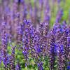 Salvia nem. 'Mainacht' Pot 9 cm