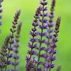 Salvia nem. 'Ostfriesland' Pot 9 cm