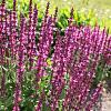 Salvia nem. 'Rose Queen' Pot 9 cm