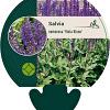 Salvia nem. 'Viola Klose' Pot 9 cm
