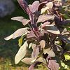 Salvia off. 'Purpurascens' Pot 9 cm