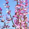Salvia sclarea Pot 9 cm