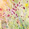 Sanguisorba o. 'Pink Tanna' Pot 9 cm