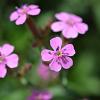 Saponaria ocymoides Pot 9 cm
