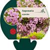 Saponaria ocymoides Pot 9 cm