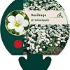 Saxifraga (A) 'Schneeteppich' Pot 9 cm