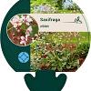 Saxifraga urbium Pot 9 cm