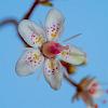 Saxifraga urbium Pot 9 cm
