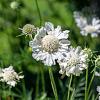 Scabiosa cauc. 'Alba' Pot 9 cm