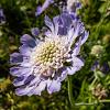 Scabiosa cauc. 'Perfecta' Pot 9 cm
