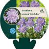 Scabiosa col. 'Butterfly Blue' Pot 9 cm