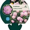 Scabiosa col. 'Pink Mist' Pot 9 cm