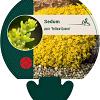 Sedum acre 'Yellow Queen' Pot 9 cm
