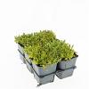 Sedum acre 'Yellow Queen' Pot 9 cm