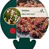 Sedum album 'Coral Carpet' Pot 9 cm