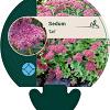 Sedum 'Carl' Pot 9 cm