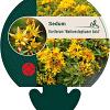 Sedum flor. 'Weihenstephaner Gold' Pot 9 cm
