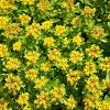 Sedum flor. 'Weihenstephaner Gold' Pot 9 cm