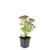 Sedum 'Herbstfreude' Pot 9 cm