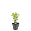 Sedum 'Herbstfreude' Pot 9 cm