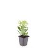 Sedum 'Herbstfreude' Pot 9 cm