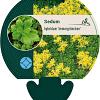 Sedum hybridum 'Immergrünchen' Pot 9 cm