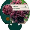 Sedum 'José Aubergine' Pot 9 cm