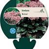 Sedum 'Matrona' Pot 9 cm
