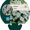 Sedum sieboldii Pot 9 cm