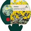 Sedum spathulifolium 'Cape Blanco' Pot 9 cm