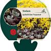 Sedum spathulifolium 'Purpureum' Pot 9 cm
