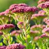 Sedum spectabile 'Brillant' Pot 9 cm