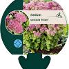 Sedum spectabile 'Brillant' Pot 9 cm